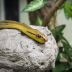 Snake Farm and Museum