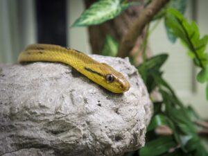 Snake Farm and Museum