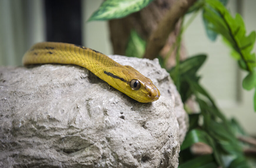 Snake Farm and Museum